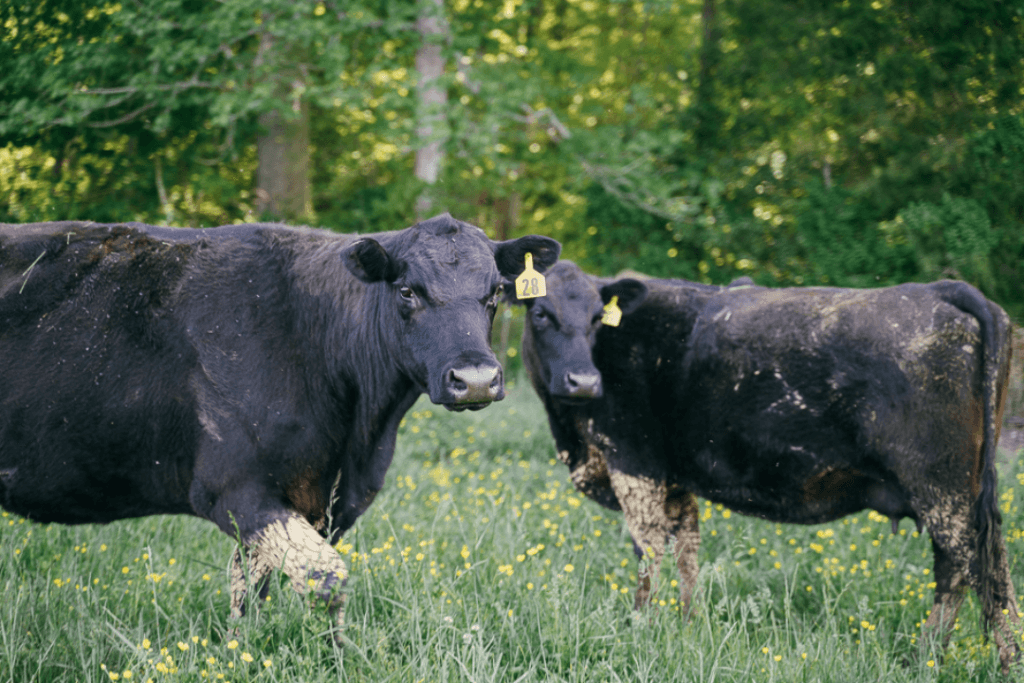 cattle in a field